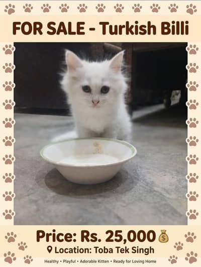 Pure White Turkish Kitten For Sale - 2 Months - Toba Tek Singh
