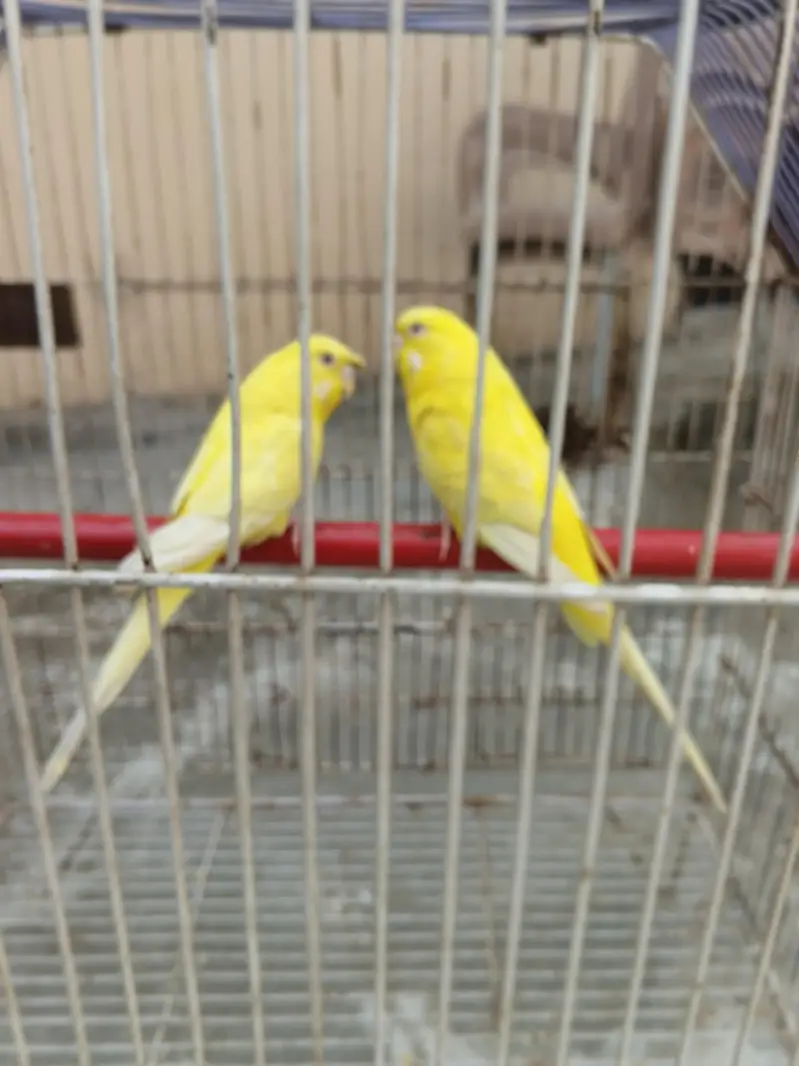Lovebirds Breeder Pairs — photo 2