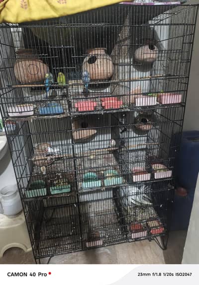 i want to sale complete setup of birds