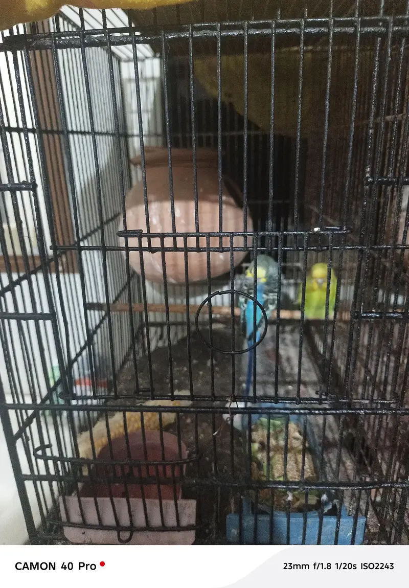 i want to sale complete setup of birds — photo 2