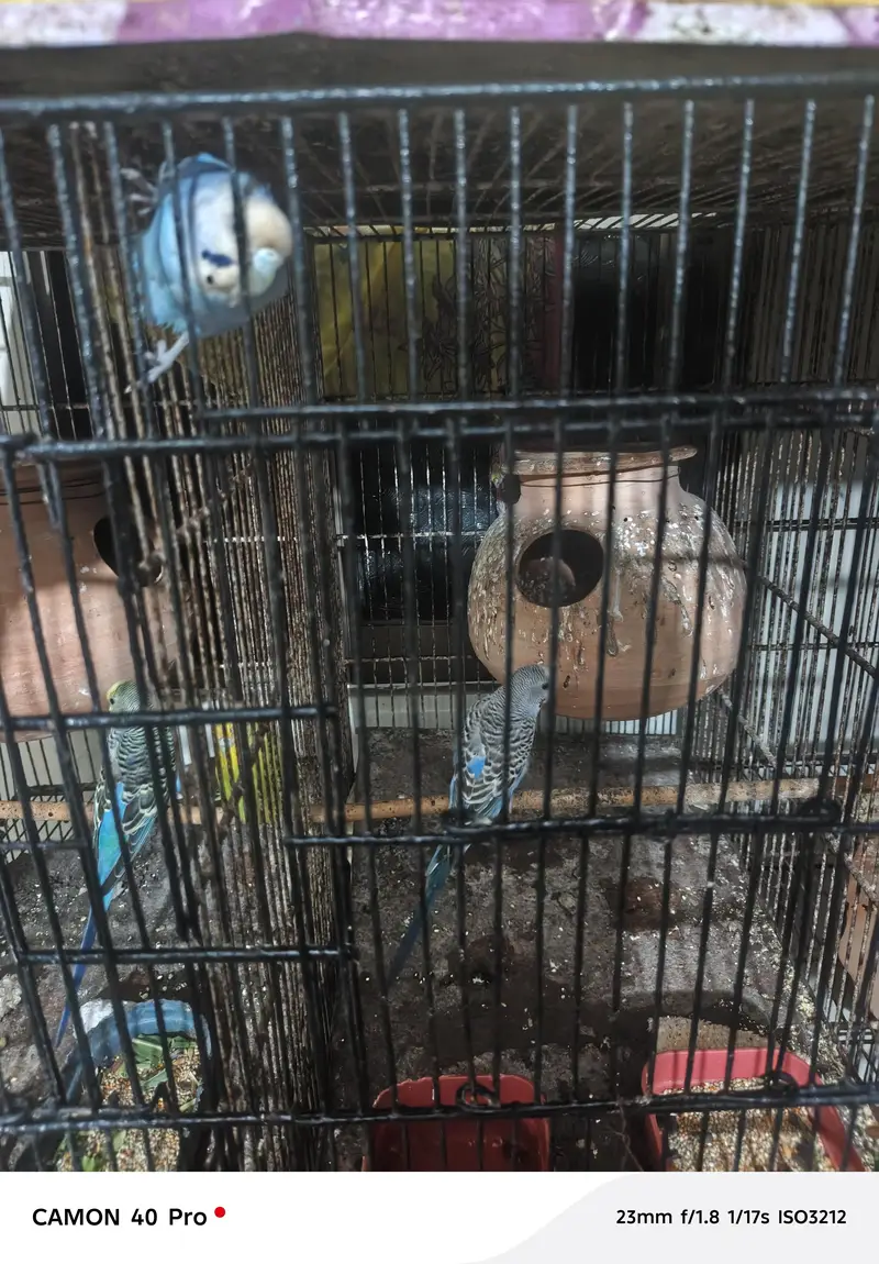 i want to sale complete setup of birds — photo 3
