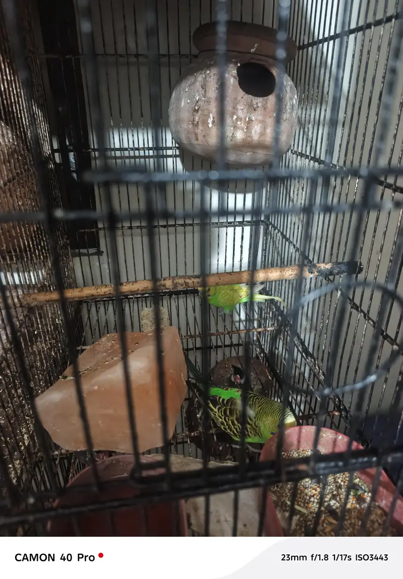 i want to sale complete setup of birds — photo 4