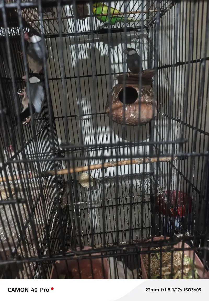 i want to sale complete setup of birds — photo 5