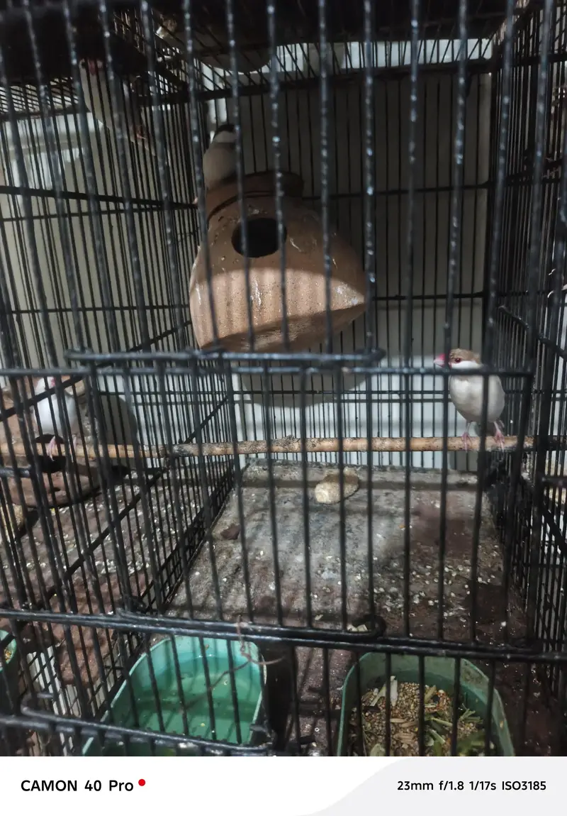 i want to sale complete setup of birds — photo 6