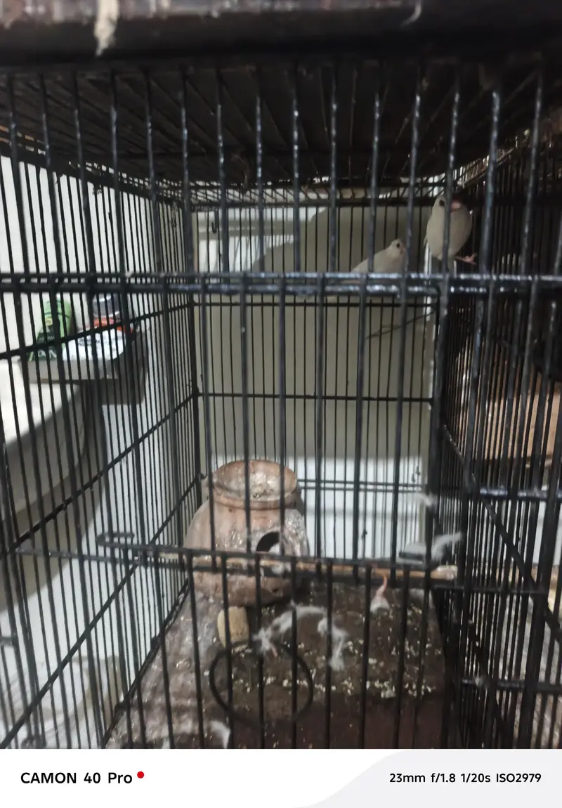 i want to sale complete setup of birds — photo 7