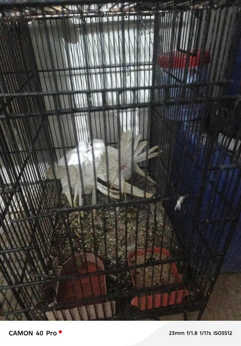 i want to sale complete setup of birds — photo 8