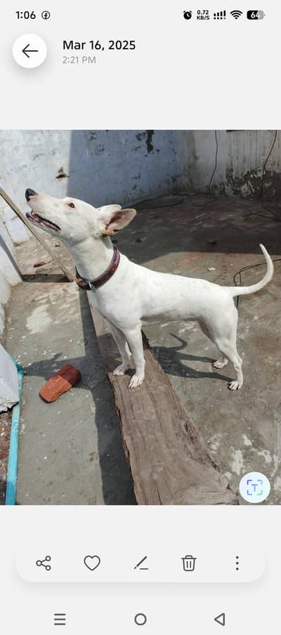 Pure white Bull Terrier