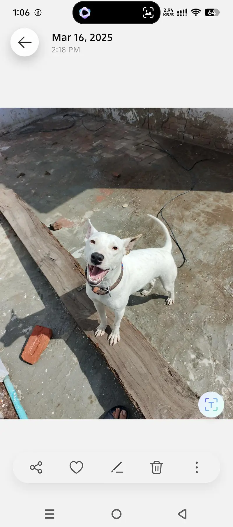 Pure white Bull Terrier — photo 2