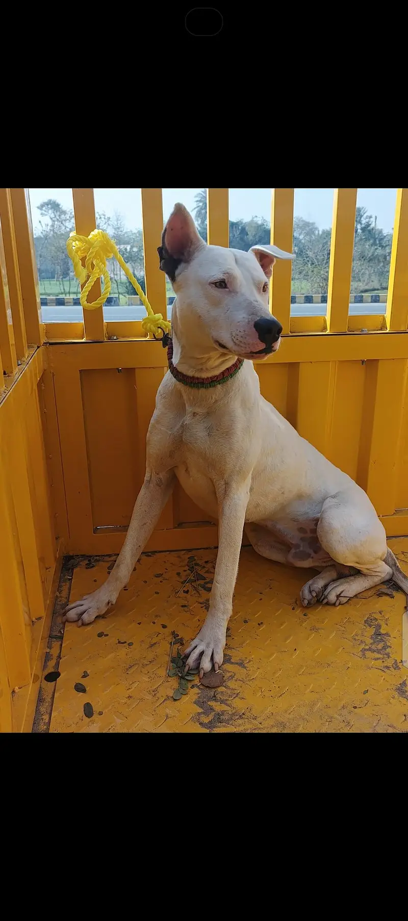 Pure white Bull Terrier — photo 3