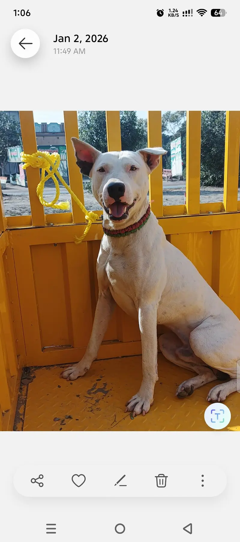 Pure white Bull Terrier — photo 4