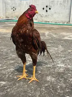 High quality Aseel birds available — photo 3