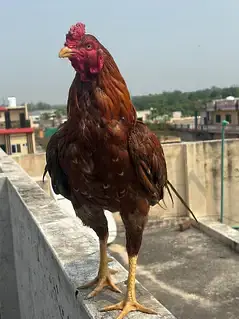 High quality Aseel birds available — photo 4