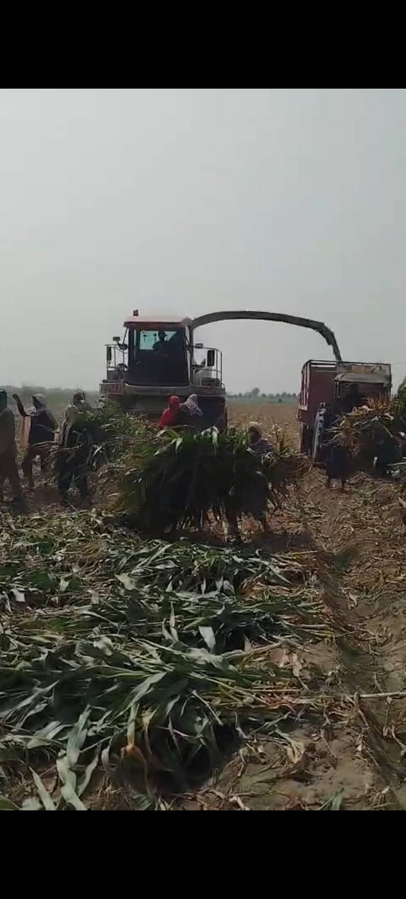 corn silage مکئی کا سائلیج 0