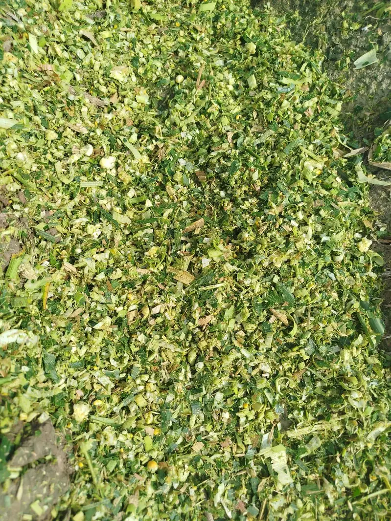 corn silage مکئی کا سائلیج — photo 2