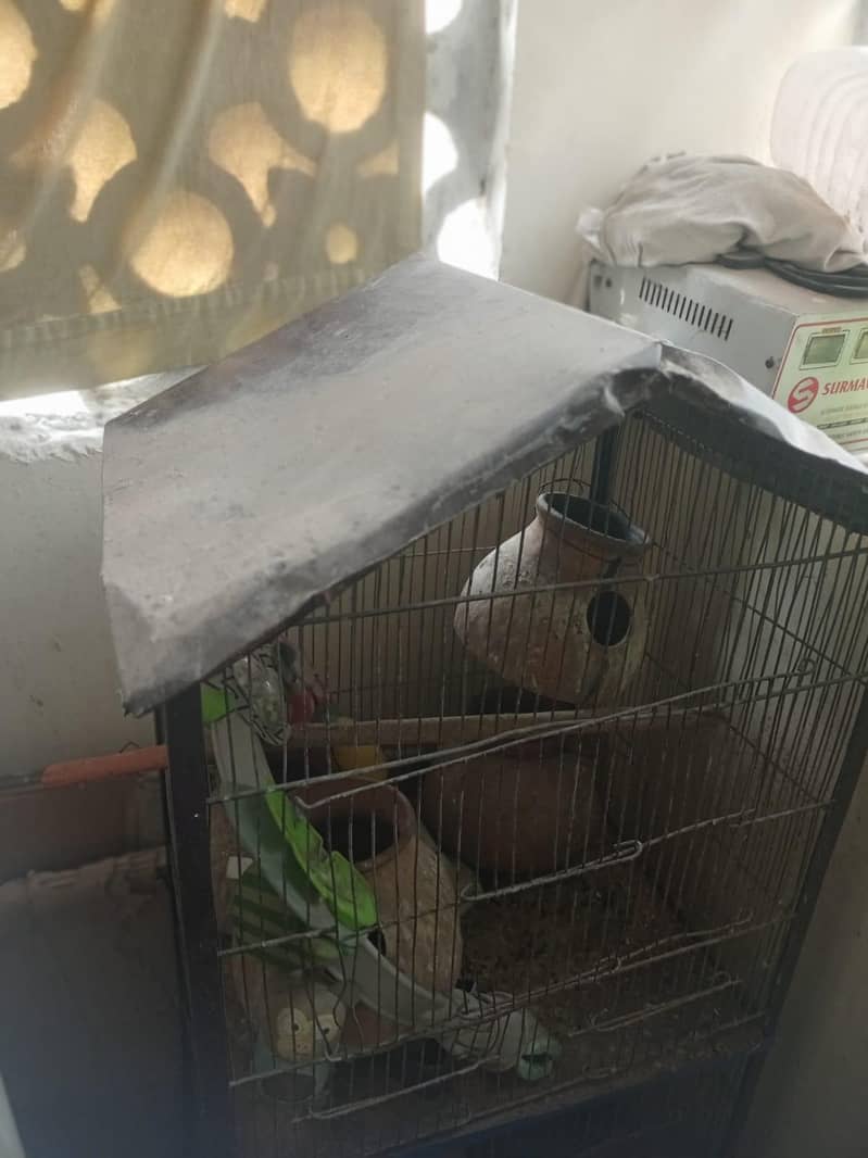 parrot cages 1