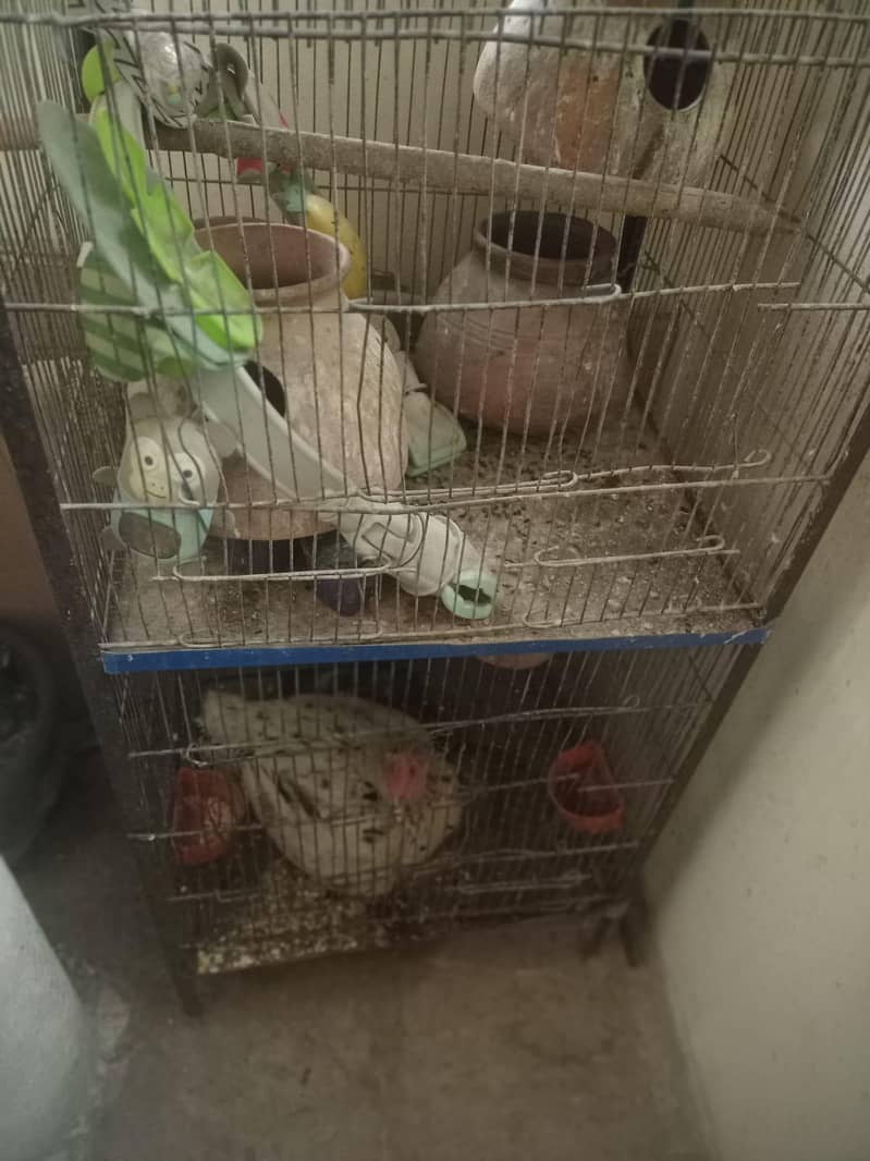 parrot cages 2