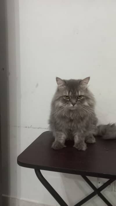2 years old male