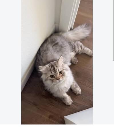Fluffy Silver Shaded Tabby Cat Lounging on the Floor