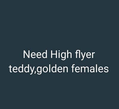 Kisi bhai KY pas available hain to rabta kry