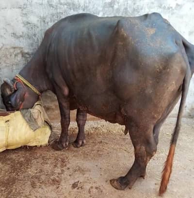healthy buffalo