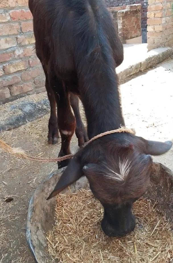 healthy buffalo 1