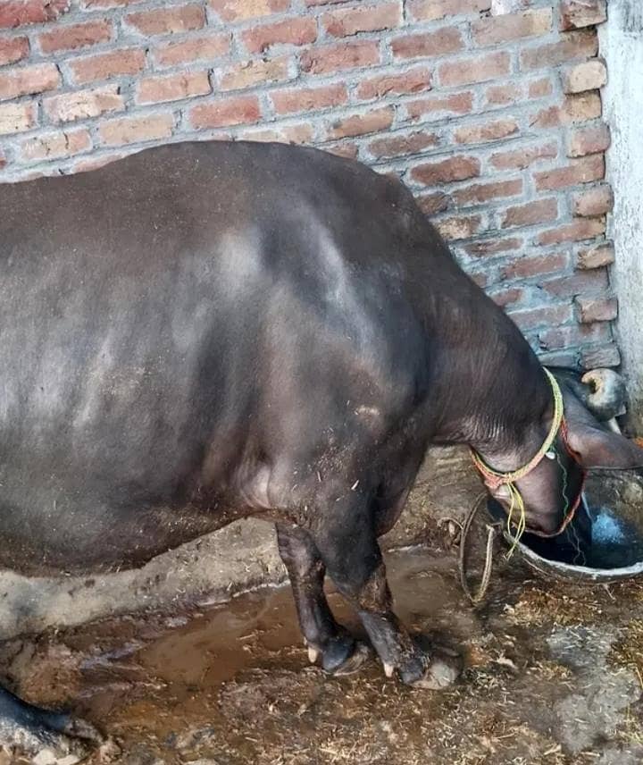 healthy buffalo 2