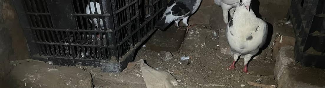 7 pigeons in just 4000/= only