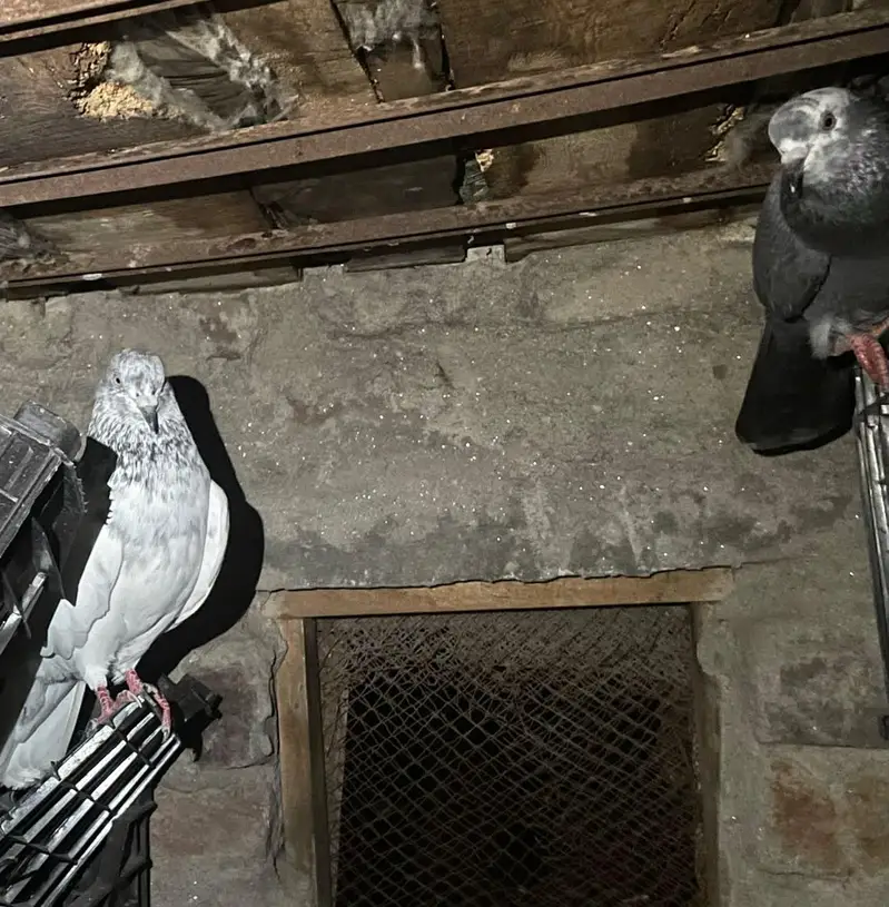 7 pigeons in just 4000/= only — photo 2