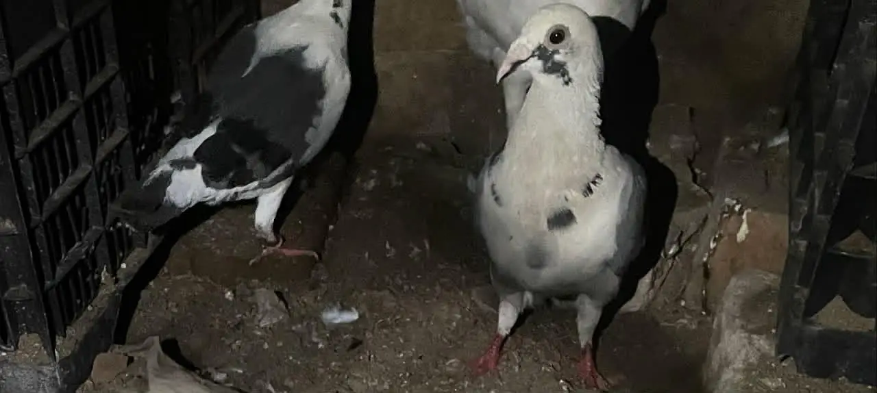 7 pigeons in just 4000/= only — photo 3