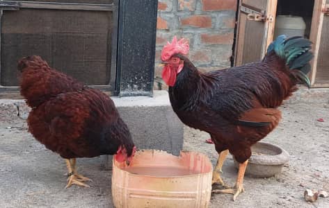 RIR Heritage Pair & Blue Laced Red Wyandotte Eggs