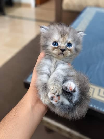 Beautiful 2-Month-Old Persian Female Kitten for Sale