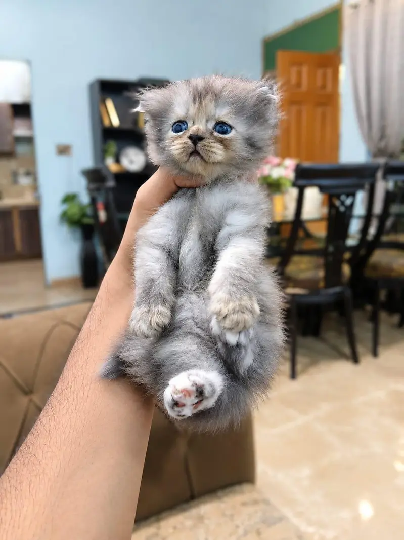 Beautiful 2-Month-Old Persian Female Kitten for Sale — photo 2