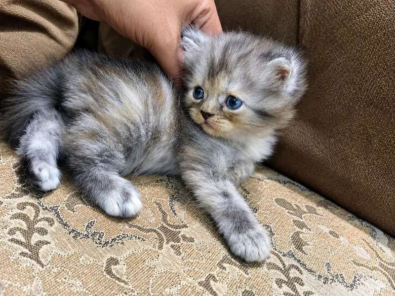 Beautiful 2-Month-Old Persian Female Kitten for Sale — photo 3