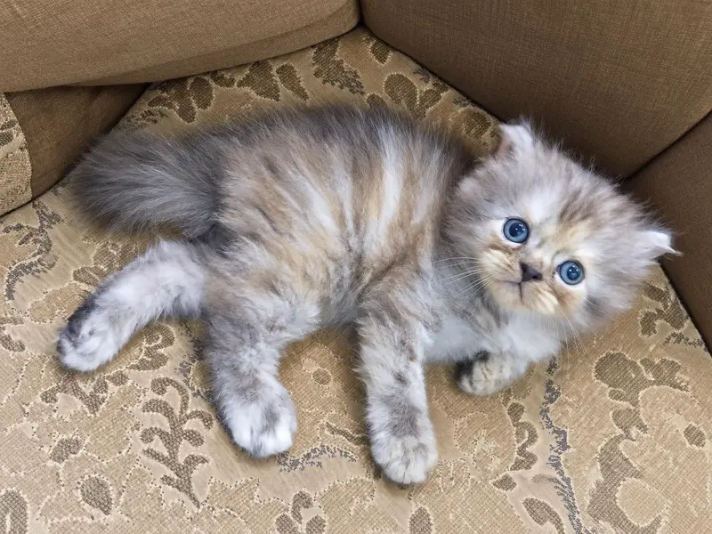 Beautiful 2-Month-Old Persian Female Kitten for Sale — photo 4