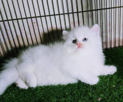 Beautiful Long-Coated Persian Kittens 03070643835