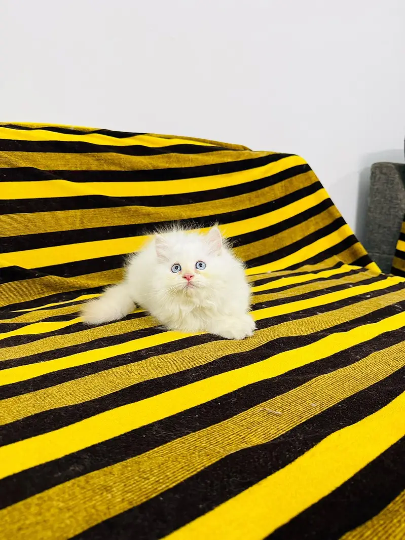 Beautiful Long-Coated Persian Kittens 03070643835 — photo 2
