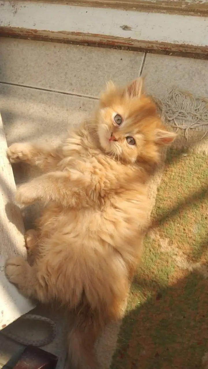 Beautiful Long-Coated Persian Kittens 03070643835 — photo 3