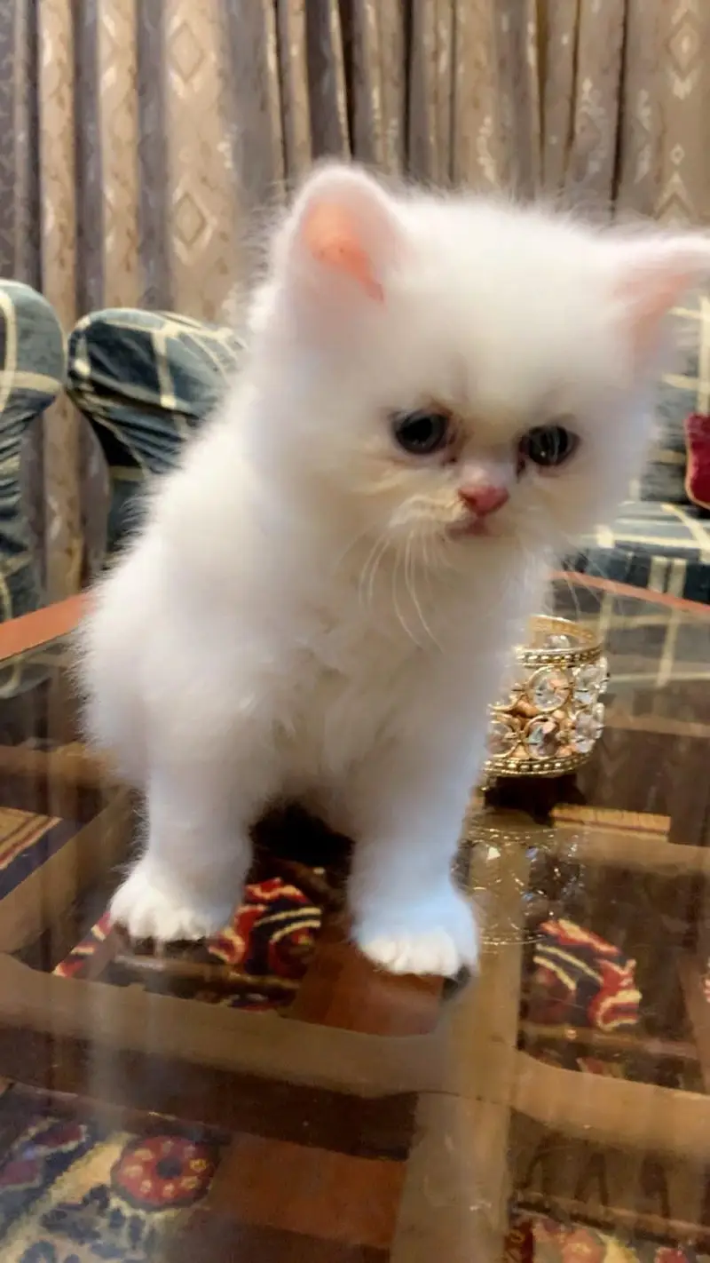 Beautiful Long-Coated Persian Kittens 03070643835 — photo 4