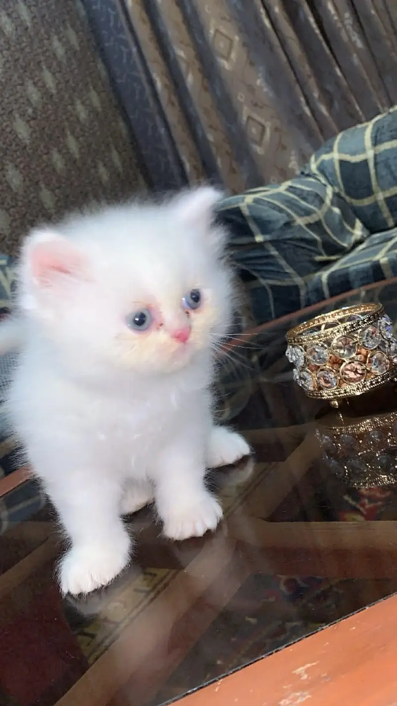 Beautiful Long-Coated Persian Kittens 03070643835 — photo 5