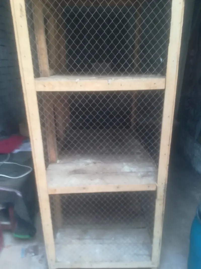 Hen carge Hen pinjera sale 03057511868 whatapp — photo 3