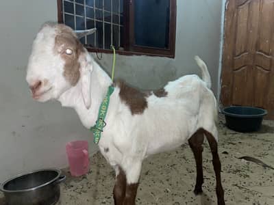 Goats pair for sale