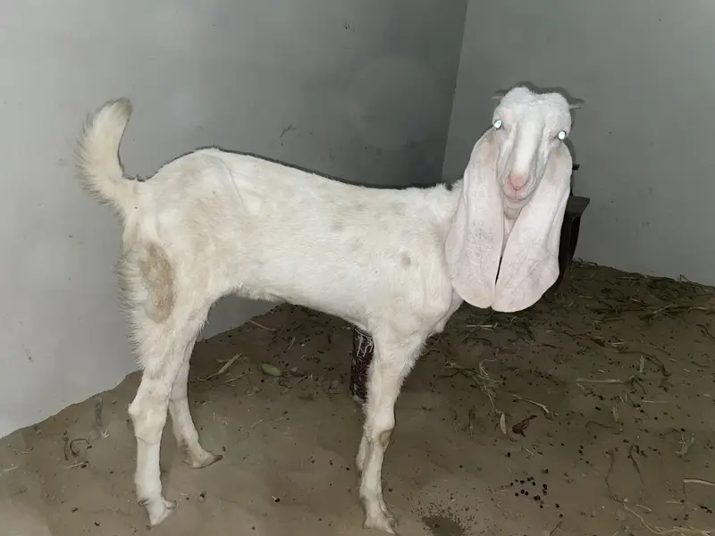 Goats pair for sale — photo 2