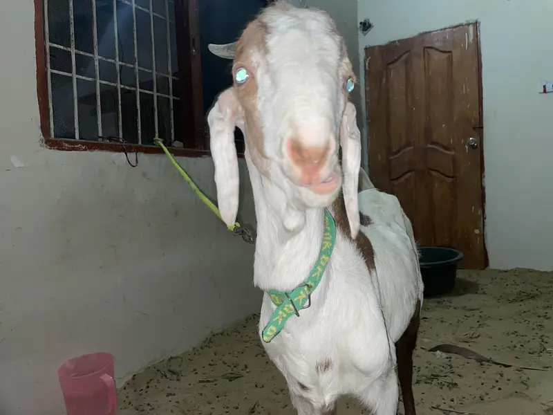 Goats pair for sale — photo 3