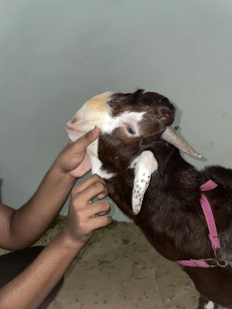 Goats pair for sale — photo 4