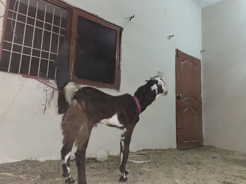 Goats pair for sale — photo 5