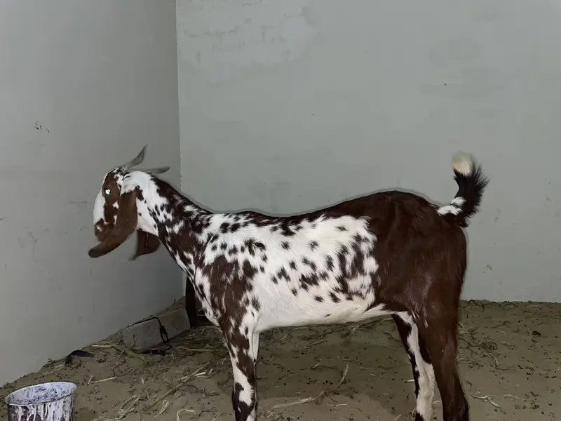 Goats pair for sale — photo 7