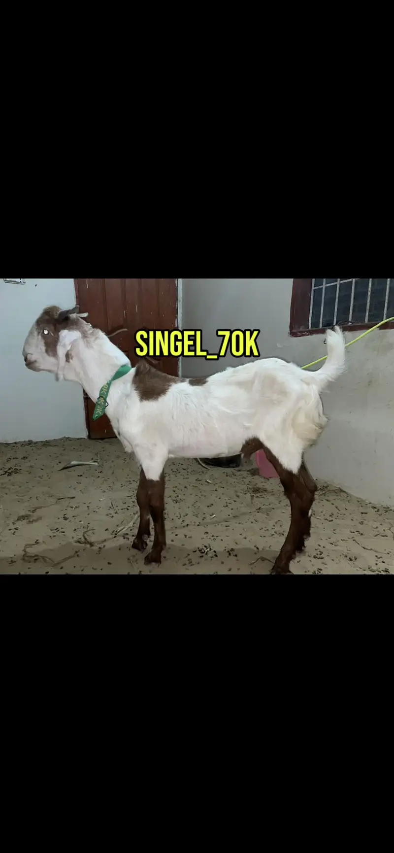 Goats pair for sale — photo 8
