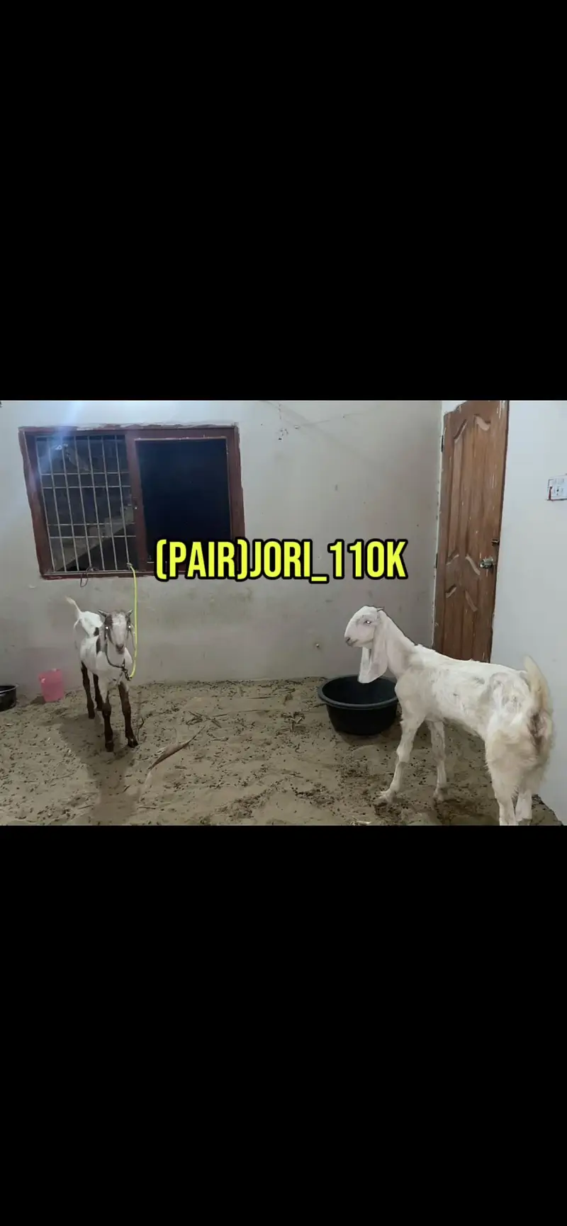 Goats pair for sale — photo 9