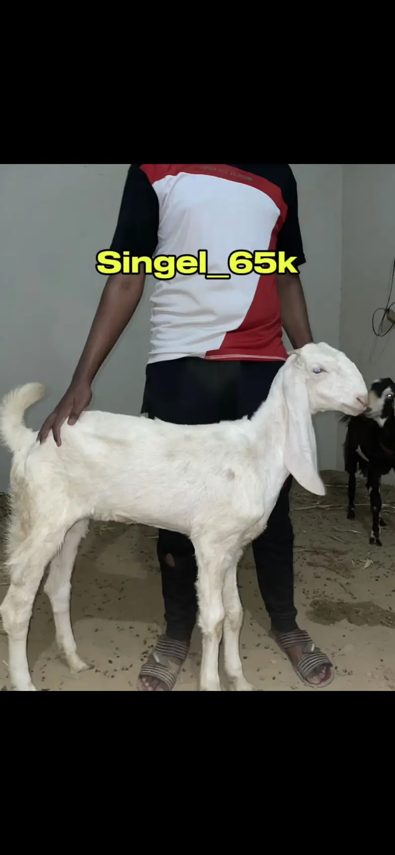 Goats pair for sale — photo 10