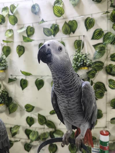 African Grey Parrot